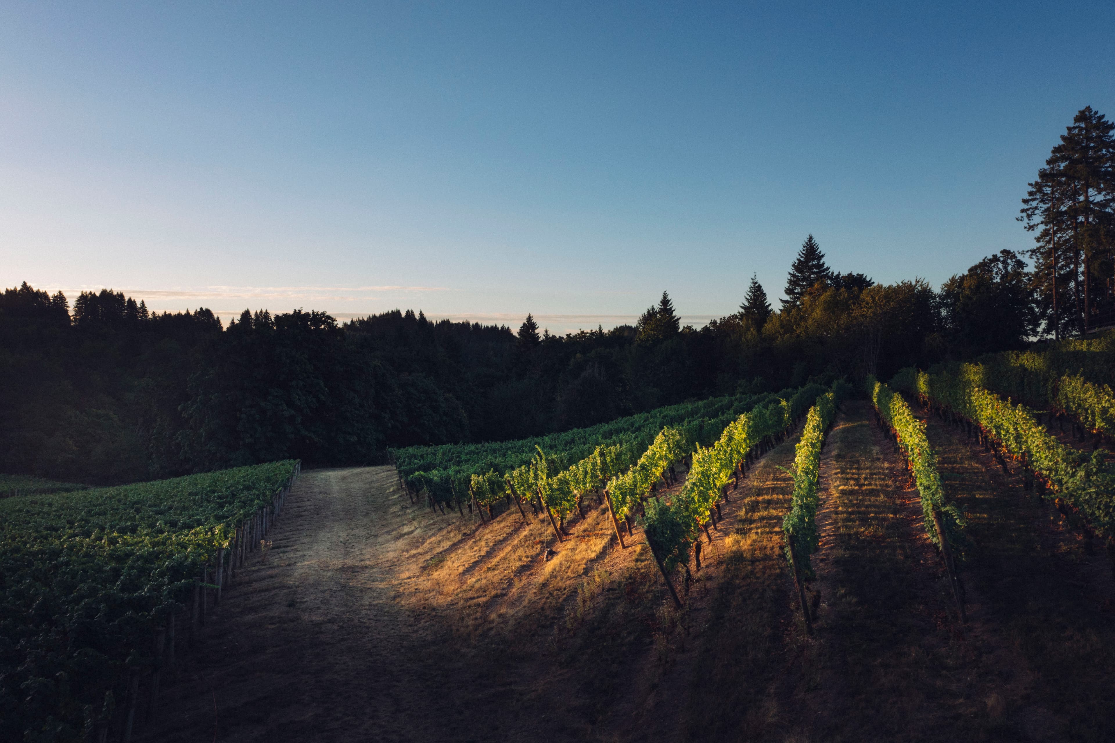 vineyards-5217